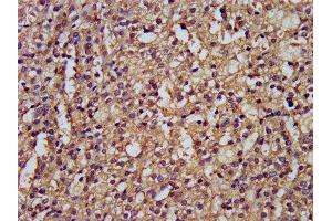 IHC image of ABIN7149912 diluted at 1:300 and staining in paraffin-embedded human adrenal gland tissue performed on a Leica BondTM system.