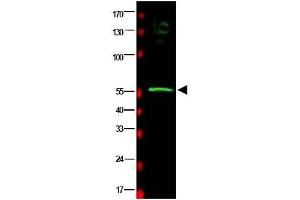 Image no. 1 for anti-RAD23 Homolog B (RAD23B) (AA 163-176) antibody (ABIN401177) (RAD23B 抗体  (AA 163-176))