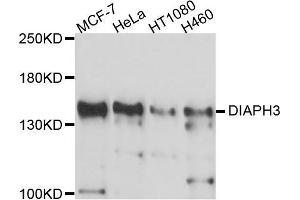 Western blot analysis of extracts of various cell lines, using DIAPH3 antibody (ABIN5997586) at 1/1000 dilution. (DIAPH3 抗体)