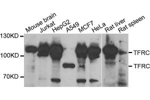 Western blot analysis of extracts of various cell lines, using TFRC antibody.