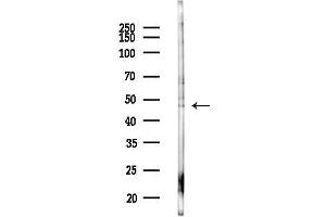 Western blot analysis of lysates from Rat lung, using ESRRB Antibody at 1/1000 dilution.