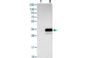Western blot analysis of Lane 1: Negative control (vector only transfected HEK293T lysate), Lane 2: Over-expression Lysate (Co-expressed with a C-terminal myc-DDK tag (~3. (C20ORF196 抗体)