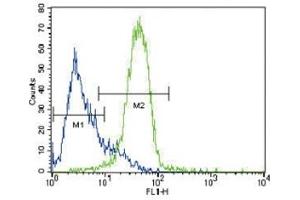 GATA4 antibody flow cytometric analysis of HepG2 cells (green) compared to a negative control (blue). (GATA4 抗体  (AA 298-328))