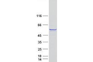 Western Blotting (WB) image for BCL2/adenovirus E1B 19kD Interacting Protein Like (BNIPL) protein (Myc-DYKDDDDK Tag) (ABIN2715318)