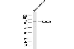 Lane 1: Mouse small intestine lysates probed with KLHL24 Polyclonal Antibody, Unconjugated  at 1:300 overnight at 4˚C. (Kelch-Like 24 抗体  (AA 1-100))