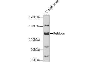 Western blot analysis of extracts of mouse brain, using Rubicon antibody (ABIN6127998, ABIN6147300, ABIN6147301 and ABIN6217065) at 1:3000 dilution. (Rubicon 抗体  (AA 1-200))