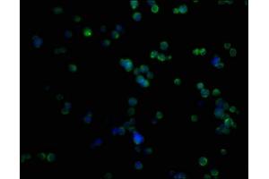 Immunofluorescence staining of K562 cells with ABIN7164113 at 1:50, counter-stained with DAPI. (PRAMEF1 抗体  (AA 1-261))