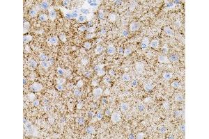 Immunohistochemistry of paraffin-embedded Mouse brain using NTF3 Polyclonal Antibody (Neurotrophin 3 抗体)