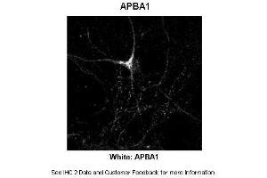 Sample Type :  Rat Hippocampal Neurons - 14DIV  Primary Antibody Dilution :  1:200  Secondary Antibody :  Anti-rabbit-Cy3  Secondary Antibody Dilution :  1:500  Color/Signal Descriptions :  White: APBA1  Gene Name :  APBA1  Submitted by :  Dan Fowler - University of Oregon, Institute of Neuroscience (APBA1 抗体  (N-Term))