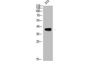 Western Blot analysis of NIH-3T3 cells using CD192 Polyclonal Antibody (CCR2 抗体  (N-Term))