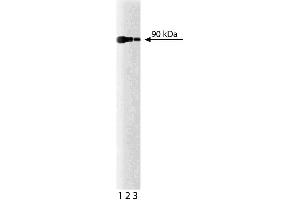 Western blot analysis for Calnexin on a HeLa cell lysate (Human cervical epitheloid carcinoma, ATCC CCL-2). (Calnexin 抗体  (AA 116-301))