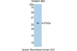 Western blot analysis of the recombinant protein. (ODC1 抗体  (AA 234-453))