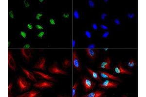 Immunofluorescence of Rabbit Histone H3 pT3/R2Me2s. (Histone 3 抗体  (H3R2me2s, pThr3))