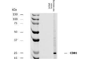 Western blotting analysis of human CD81 using mouse monoclonal antibody M38 on lysate of Jurkat cell line under non-reducing conditions. (CD81 抗体)