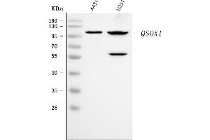 Western blot analysis of Quiescin Q6/QSOX1 using anti-Quiescin Q6/QSOX1 antibody (ABIN7601310).