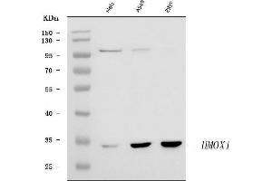 Western blot analysis of Heme Oxygenase 1/HMOX1 using anti-Heme Oxygenase 1/HMOX1 antibody (ABIN7600408).