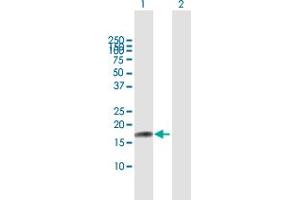 Western Blot analysis of IL17F expression in transfected 293T cell line by IL17F MaxPab polyclonal antibody. (IL17F 抗体  (AA 1-163))