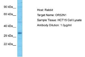 Western Blotting (WB) image for anti-Olfactory Receptor, Family 52, Subfamily N, Member 1 (OR52N1) (C-Term) antibody (ABIN2774572)