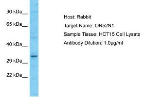 Host: Rabbit Target Name: OR52N1 Sample Type: HCT15 Whole Cell lysates Antibody Dilution: 1. (OR52N1 抗体  (C-Term))