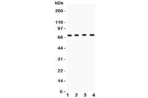 Western blot testing of Kv4. (KCND1 抗体  (AA 442-647))