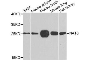 Western blot analysis of extracts of various cell lines, using NAT8 antibody. (NAT8 抗体)