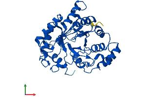 Protein Structure (PS) image for Aldo-keto Reductase Family 1 Member C4 (AKR1C4) (AA 1-323) protein (His tag) (ABIN7552079)
