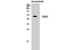 Western Blotting (WB) image for anti-TEA Domain Family Member 2 (TEAD2) (Internal Region) antibody (ABIN3187221) (TEAD2 抗体  (Internal Region))
