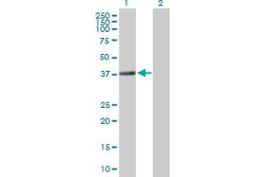 Western Blot analysis of TEX264 expression in transfected 293T cell line by TEX264 MaxPab polyclonal antibody. (TEX264 抗体  (AA 1-313))
