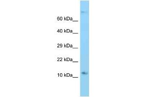WB Suggested Anti-Rps12 Antibody Titration: 1. (RPS12 抗体  (C-Term))