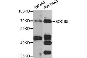Western blot analysis of extracts of various cell lines, using SOCS5 antibody (ABIN5974771) at 1/1000 dilution. (SOCS5 抗体)