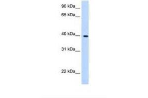 Image no. 1 for anti-Lipoic Acid Synthetase (LIAS) (C-Term) antibody (ABIN6738493) (LIAS 抗体  (C-Term))