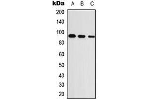 Western blot analysis of UNC5A expression in HEK293T (A), Raw264. (UNC5A 抗体  (Center))