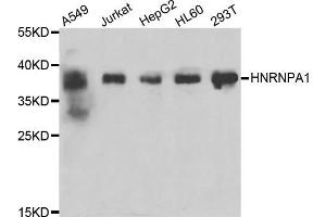 Western blot analysis of extracts of various cell lines, using HNRNPA1 antibody (ABIN5975570) at 1/200 dilution. (HNRNPA1 抗体)