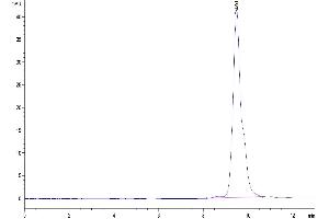 The purity of Human BCMA/TNFRSF17 Protein is greater than 95 % as determined by SEC-HPLC.