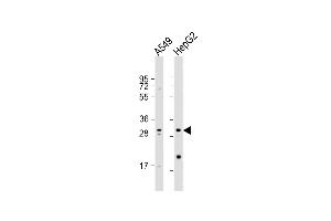 All lanes : Anti-MRPL28 Antibody (N-term) at 1:1000 dilution Lane 1: A549 whole cell lysate Lane 2: HepG2 whole cell lysate Lysates/proteins at 20 μg per lane. (MRPL28 抗体  (N-Term))