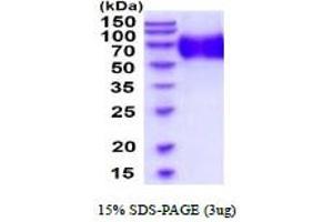 OMG Protein (AA 25-417) (His tag)