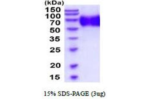 OMG Protein (AA 25-417) (His tag)