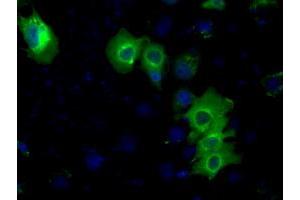 Immunofluorescence (IF) image for anti-Protein Kinase, CAMP-Dependent, Regulatory, Type II, alpha (PRKAR2A) antibody (ABIN1500255) (PRKAR2A 抗体)
