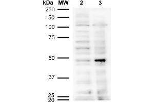 Western Blot analysis of Human Cervical Cancer cell line (HeLa) showing detection of Acrolein-BSA using Mouse Anti-Acrolein Monoclonal Antibody, Clone 10A10 . (Acrolein 抗体  (Atto 390))