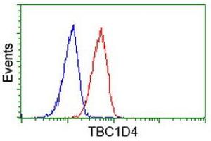 Image no. 1 for anti-TBC1 Domain Family, Member 4 (TBC1D4) antibody (ABIN1501319) (TBC1D4 抗体)