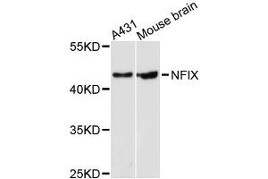 Western blot analysis of extracts of various cell lines, using NFIX antibody (ABIN5996509) at 1:3000 dilution. (NFIX 抗体)