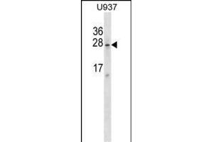 SRA1 Antibody (C-term) (ABIN1536821 and ABIN2849023) western blot analysis in  cell line lysates (35 μg/lane). (SRA1 抗体  (C-Term))