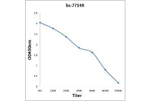 Antigen: 0. (NUF2 抗体  (AA 201-300))