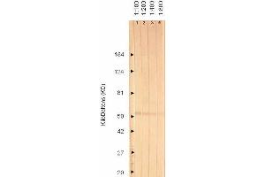 Western Blotting (WB) image for anti-Glycoprotein I (US7) antibody (ABIN265608) (Glycoprotein I 抗体)