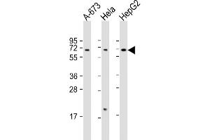 All lanes : Anti-CHRNA4 Antibody (C-Term) at 1:2000 dilution Lane 1: A-673 whole cell lysate Lane 2: Hela whole cell lysate Lane 3: HepG2 whole cell lysate Lysates/proteins at 20 μg per lane. (CHRNA4 抗体  (AA 472-503))