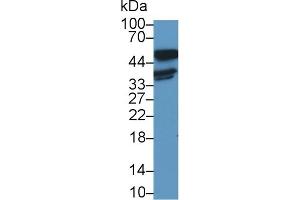 LDHB Antikörper  (AA 1-334)