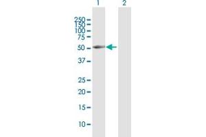 Western Blot analysis of BRUNOL4 expression in transfected 293T cell line by BRUNOL4 MaxPab polyclonal antibody. (CELF4 抗体  (AA 1-484))