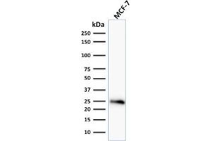 Western Blot Analysis of human MCF-7 cell lysate using Bcl-2 Mouse Monoclonal Antibody (BCL2/796). (Bcl-2 抗体)