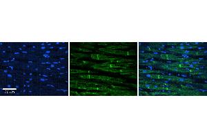 anti-Major Histocompatibility Complex, Class II, DM beta (HLA-DMB) (N-Term) antibody