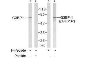 Image no. 2 for anti-GTPase Activating Protein (SH3 Domain) Binding Protein 1 (G3BP1) (Ser232) antibody (ABIN197272) (G3BP1 抗体  (Ser232))